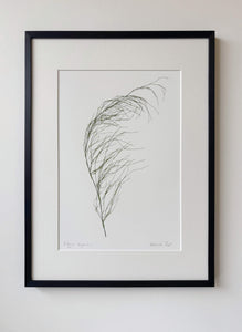 Elegia capensis Print