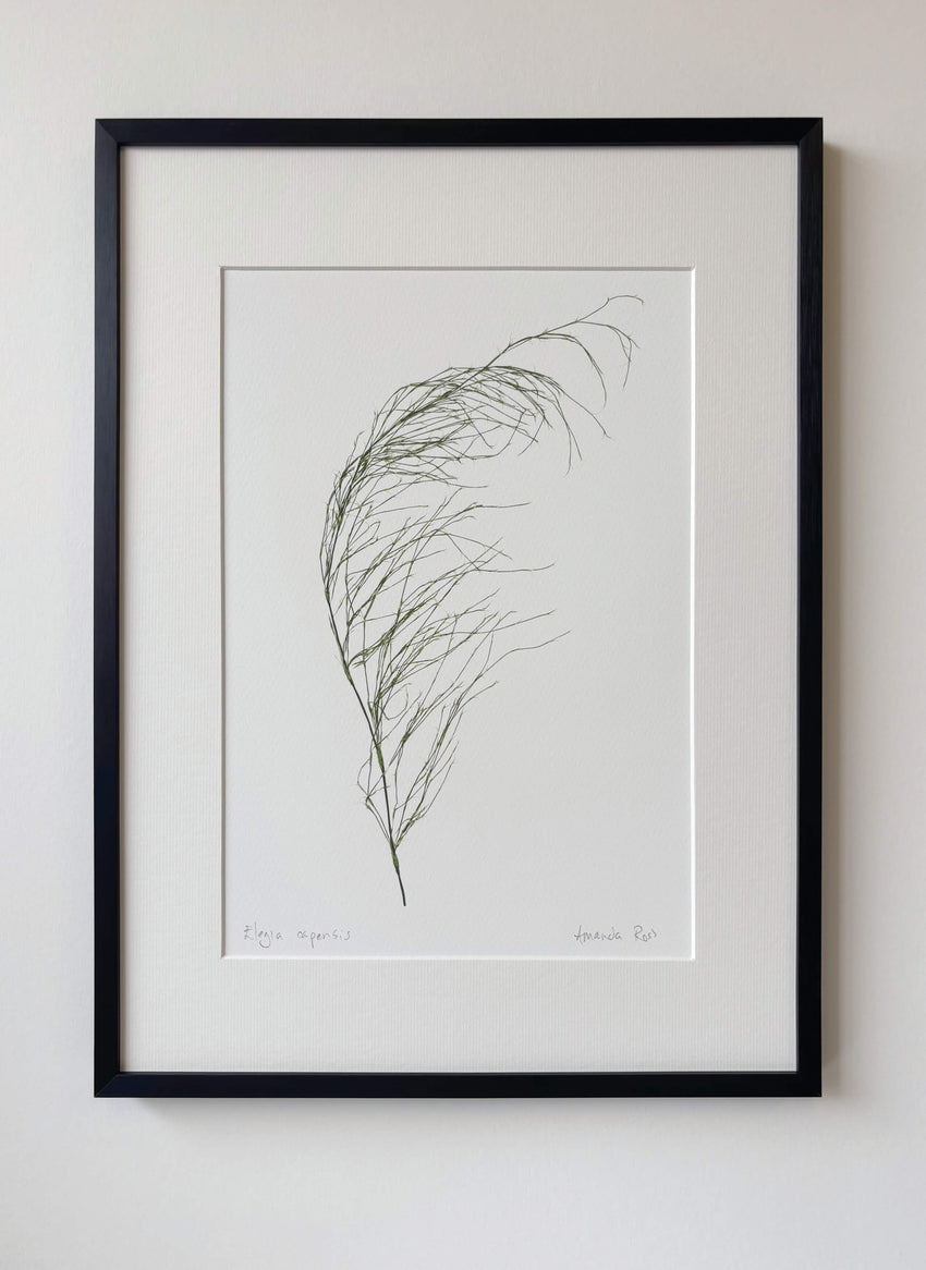 Elegia capensis Print
