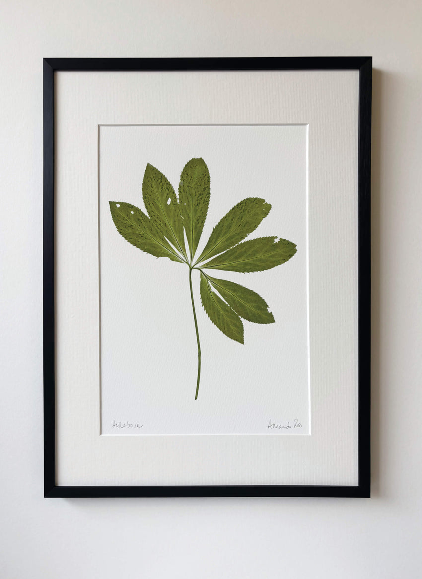 Hellebore Print