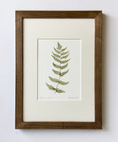 Cyrtomium fortunei print