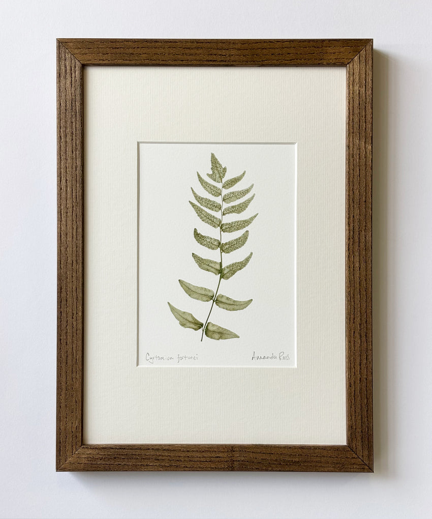 Cyrtomium fortunei print
