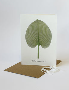 Hosta sieboldiana Card