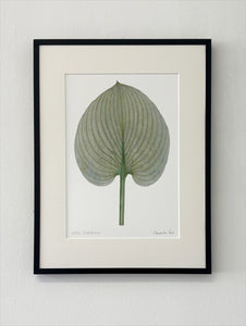 Hosta sieboldiana Print