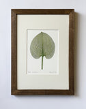 Hosta sieboldiana Print