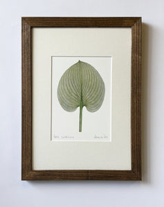 Hosta sieboldiana Print