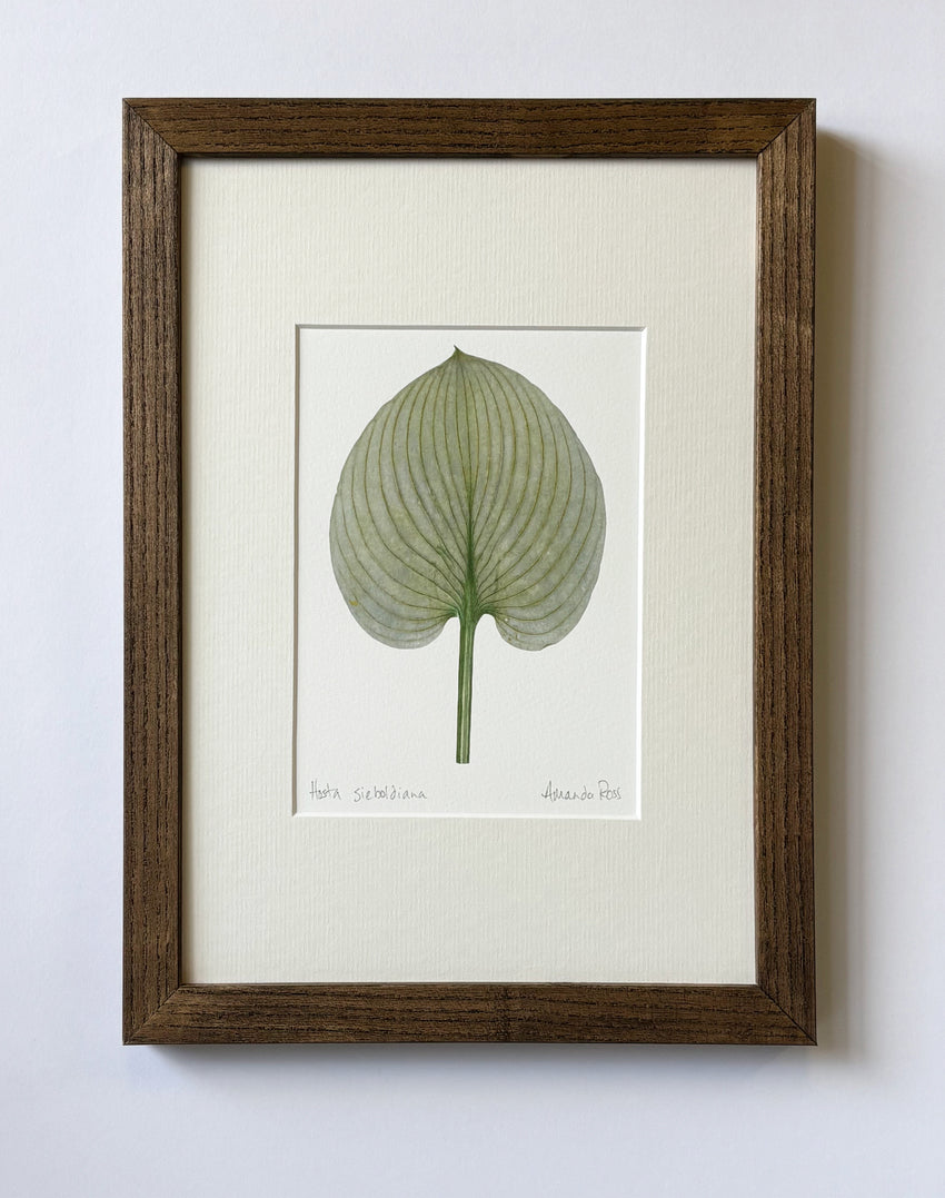 Hosta sieboldiana Print