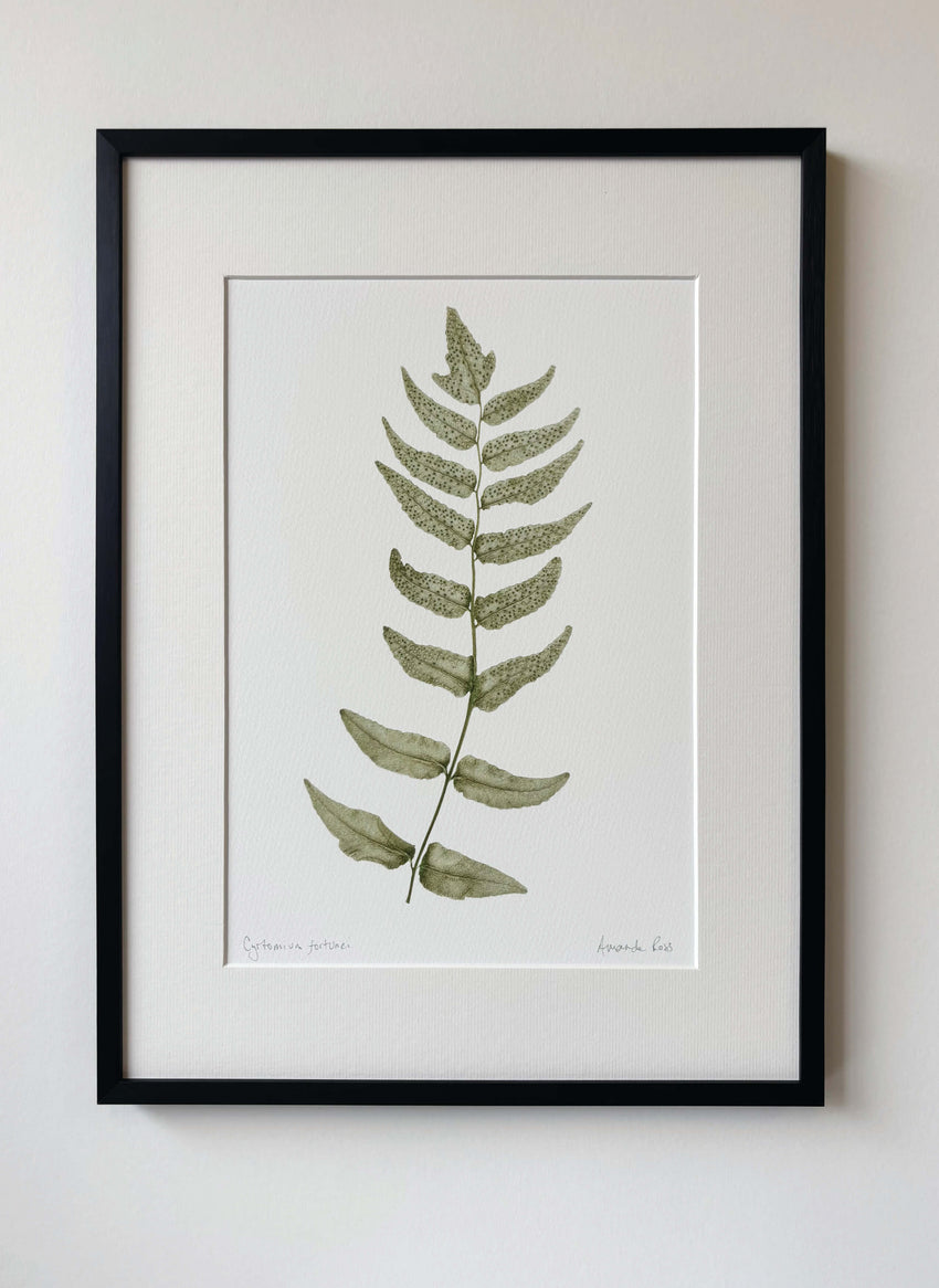 Cyrtomium fortunei print