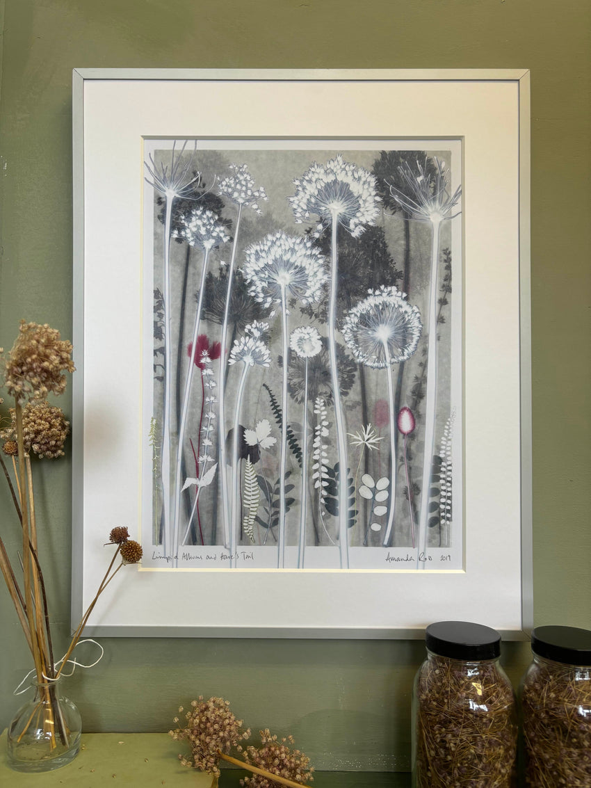 Limpid Alliums and Hare’s Tail