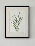 Mahonia Print