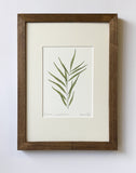 Mahonia Print