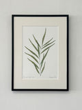 Mahonia Print