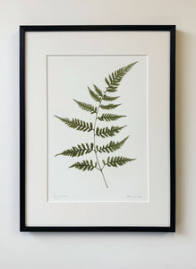Polystichum Print