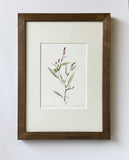Polygonum persicaria Print