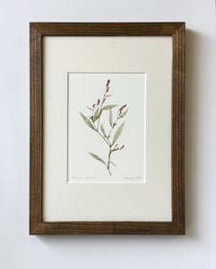 Polygonum persicaria Print