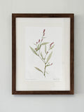 Polygonum persicaria Print