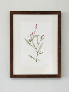 Polygonum persicaria Print