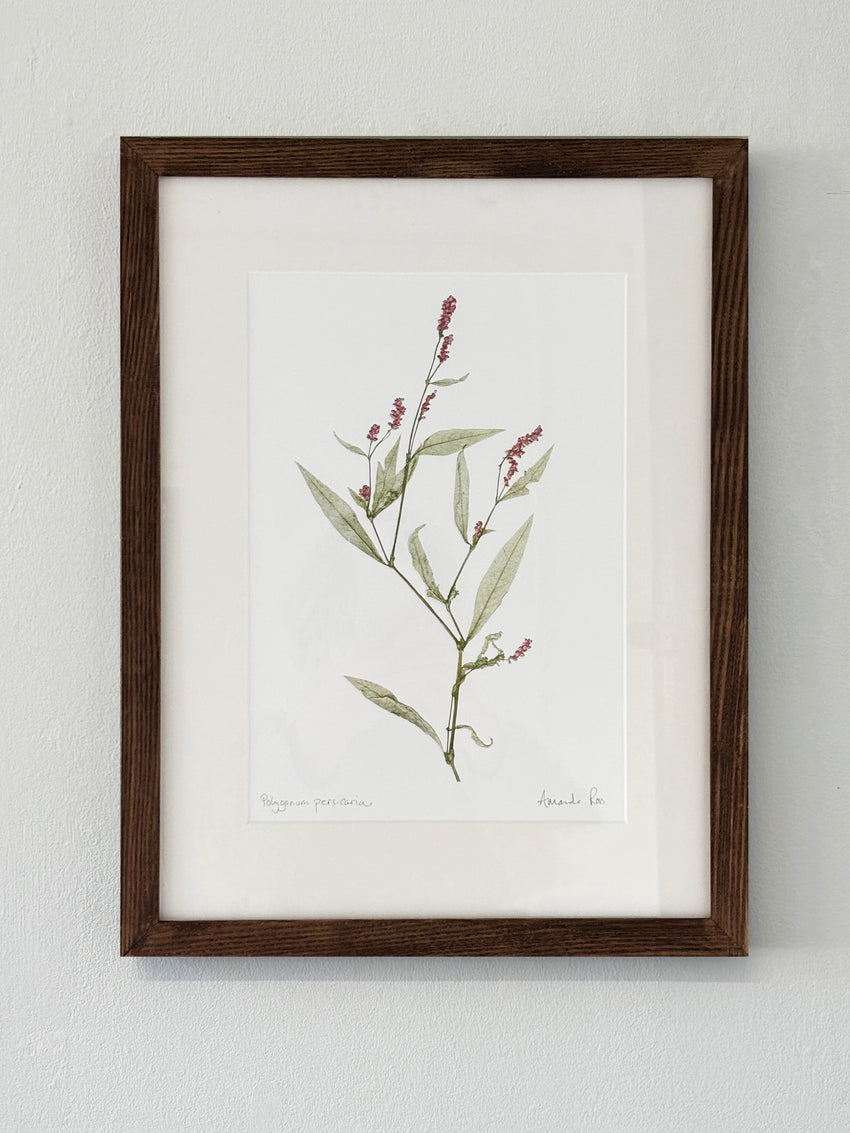 Polygonum persicaria Print