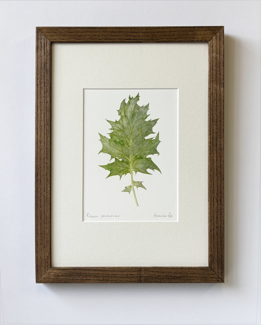 Rheum palmatum print