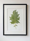 Rheum palmatum print