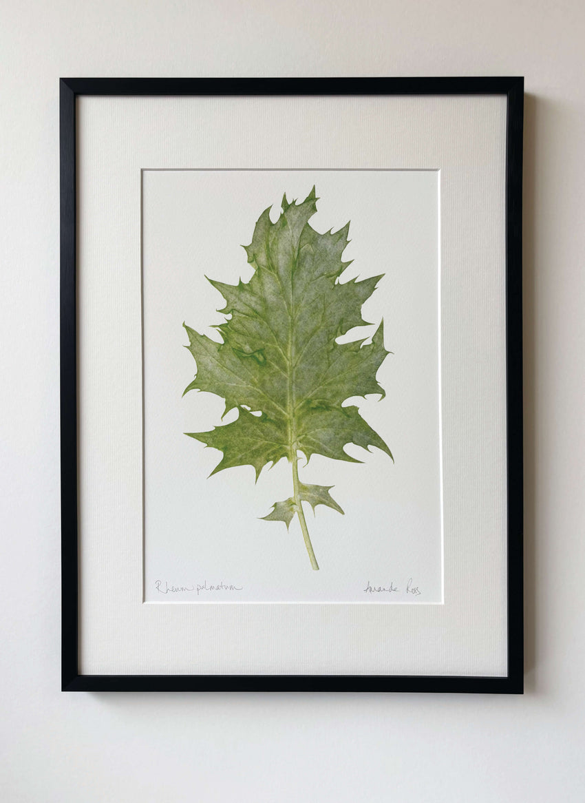 Rheum palmatum print