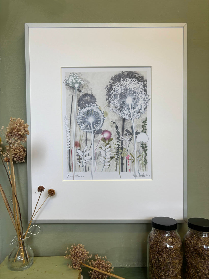 Seven Alliums for Jessica , 40 x 50 cm