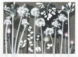 Shining Umbels 50 x 40 cm