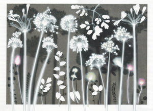 Shining Umbels 50 x 40 cm