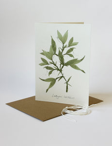 Sweet Pea Card