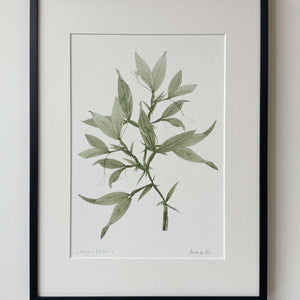 Sweet Pea Print
