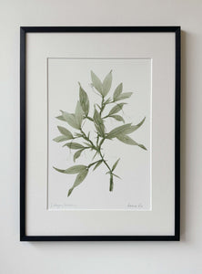 Sweet Pea Print