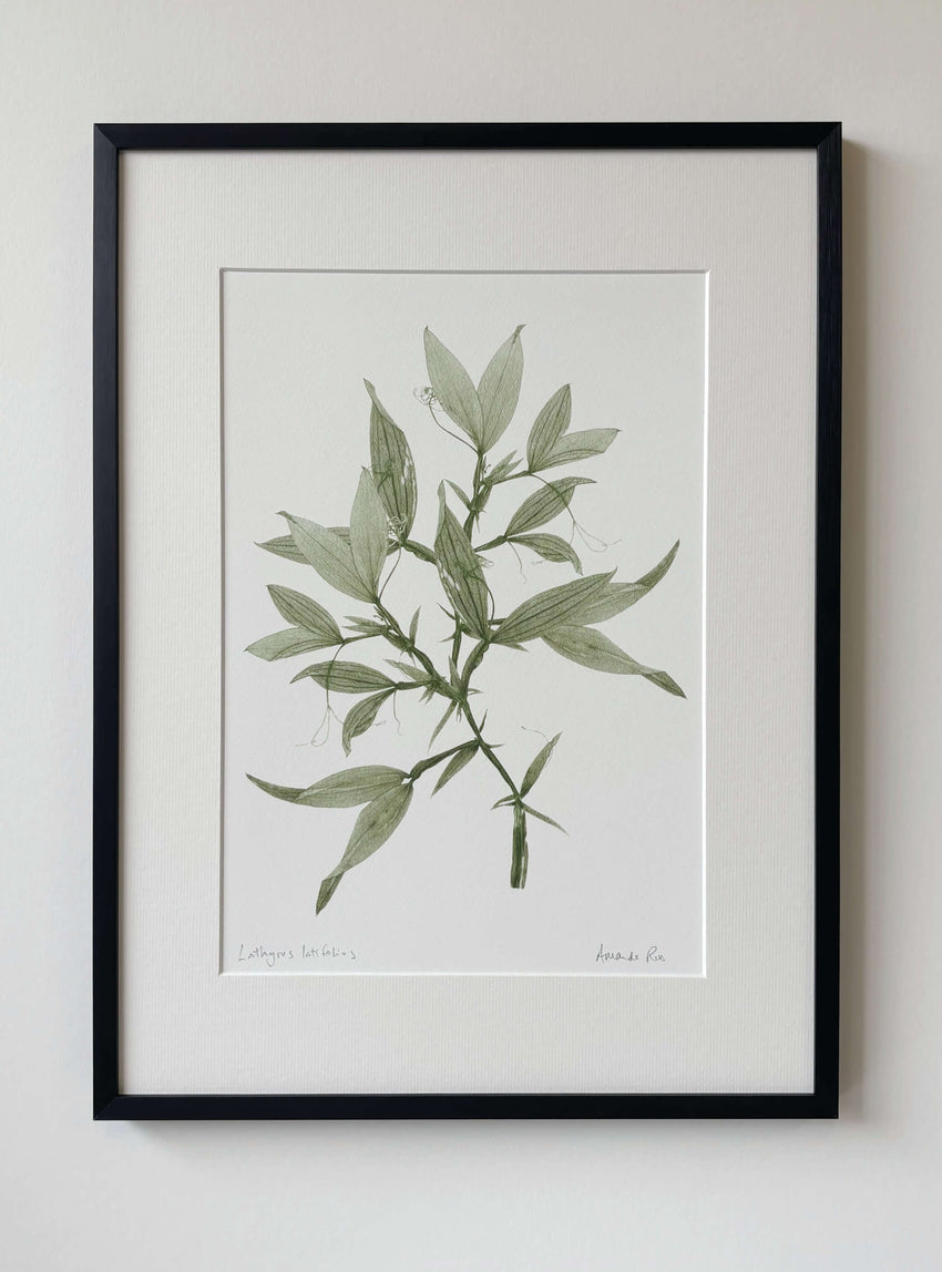 Sweet Pea Print
