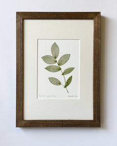 Uvularia Print