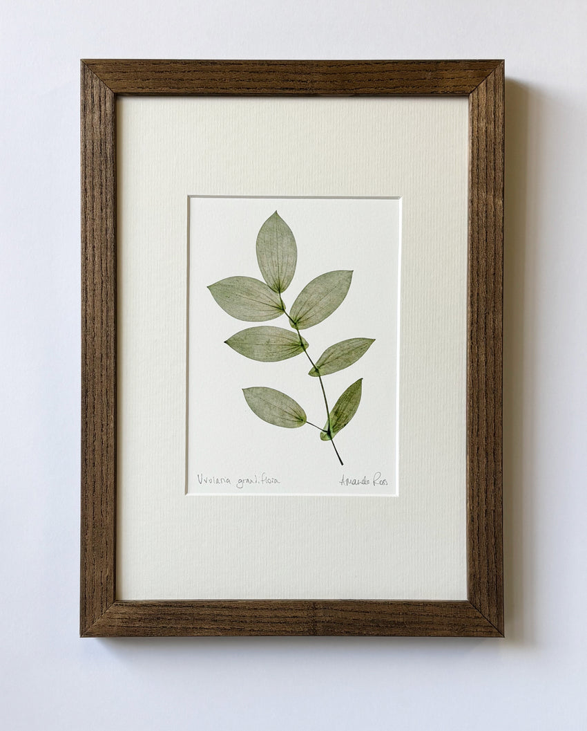 Uvularia Print