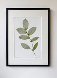Uvularia Print