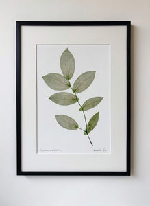 Uvularia Print