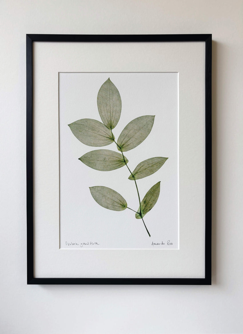 Uvularia Print