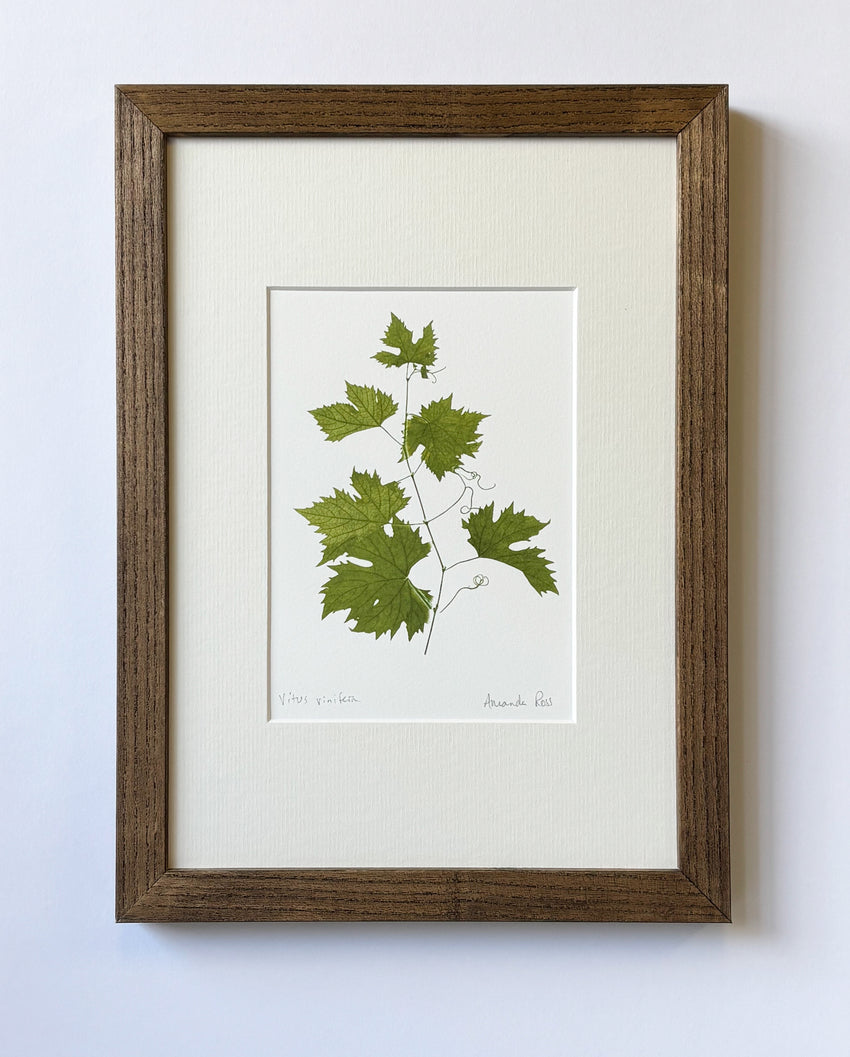 Vitus vinifera Print
