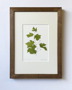 Vitus vinifera Print