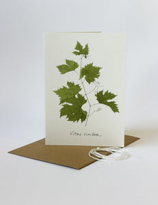 Vitus vinifera card
