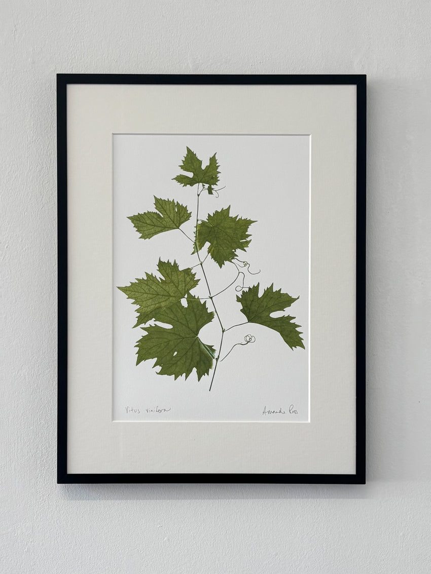 Vitus vinifera Print