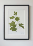 Vitus vinifera Print