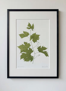 Vitus vinifera Print