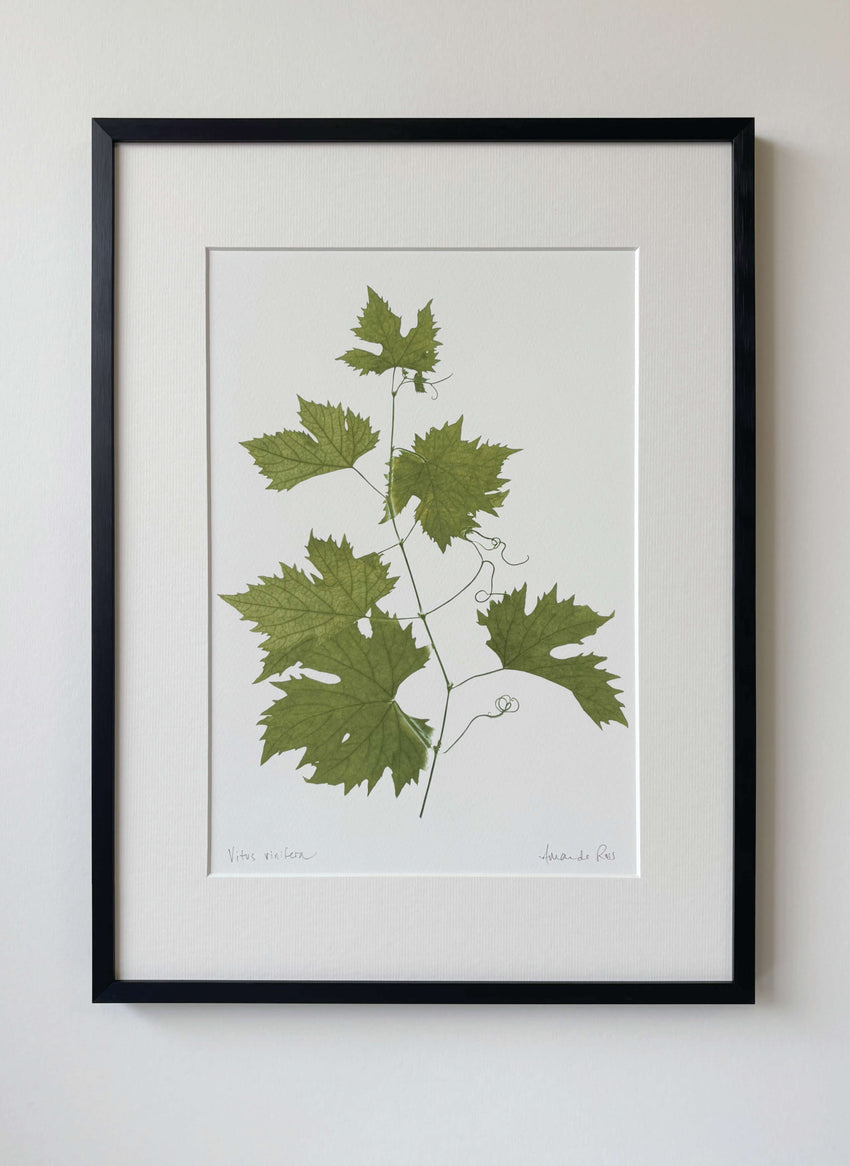 Vitus vinifera Print