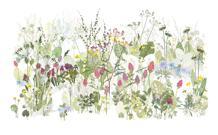 The Wildflower Meadow, Highgrove