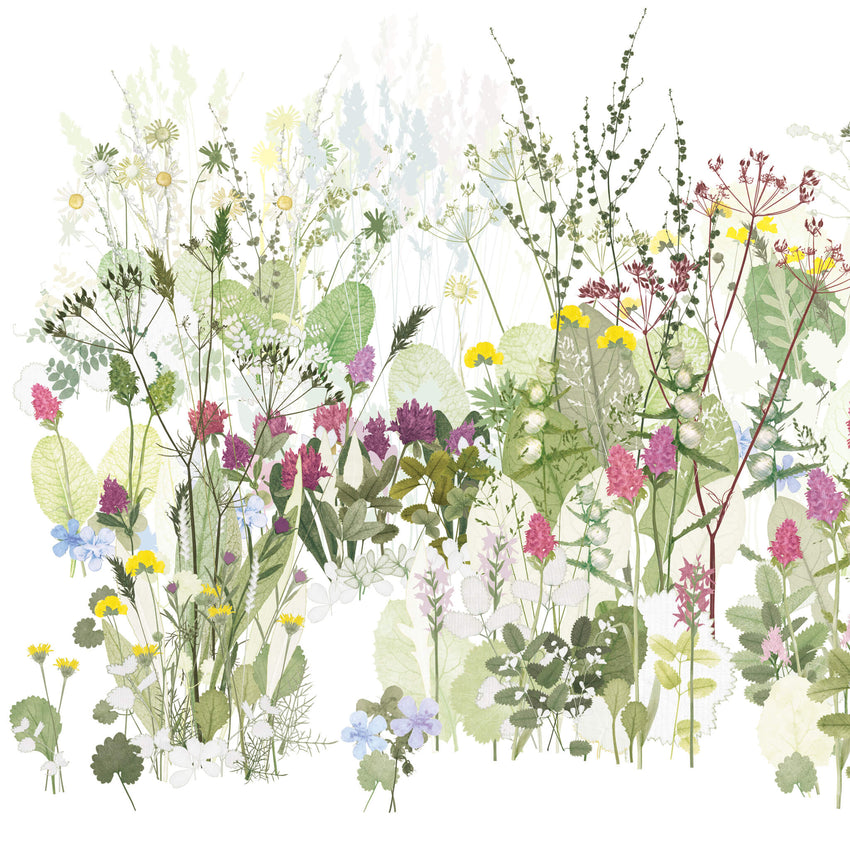 The Wildflower Meadow, Highgrove
