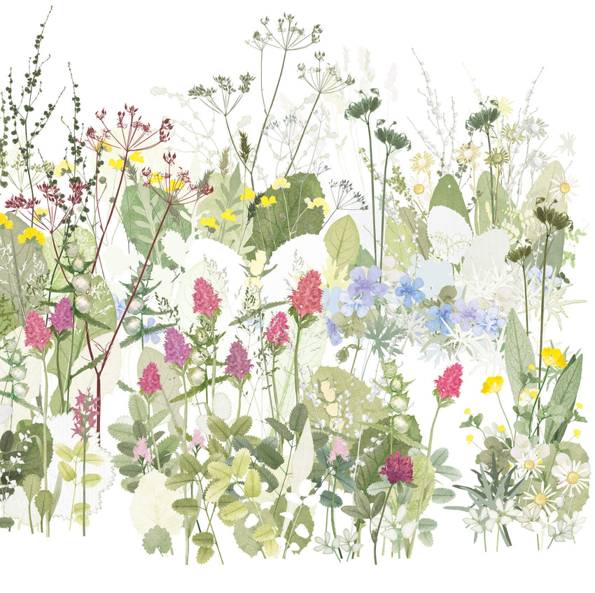 The Wildflower Meadow, Highgrove