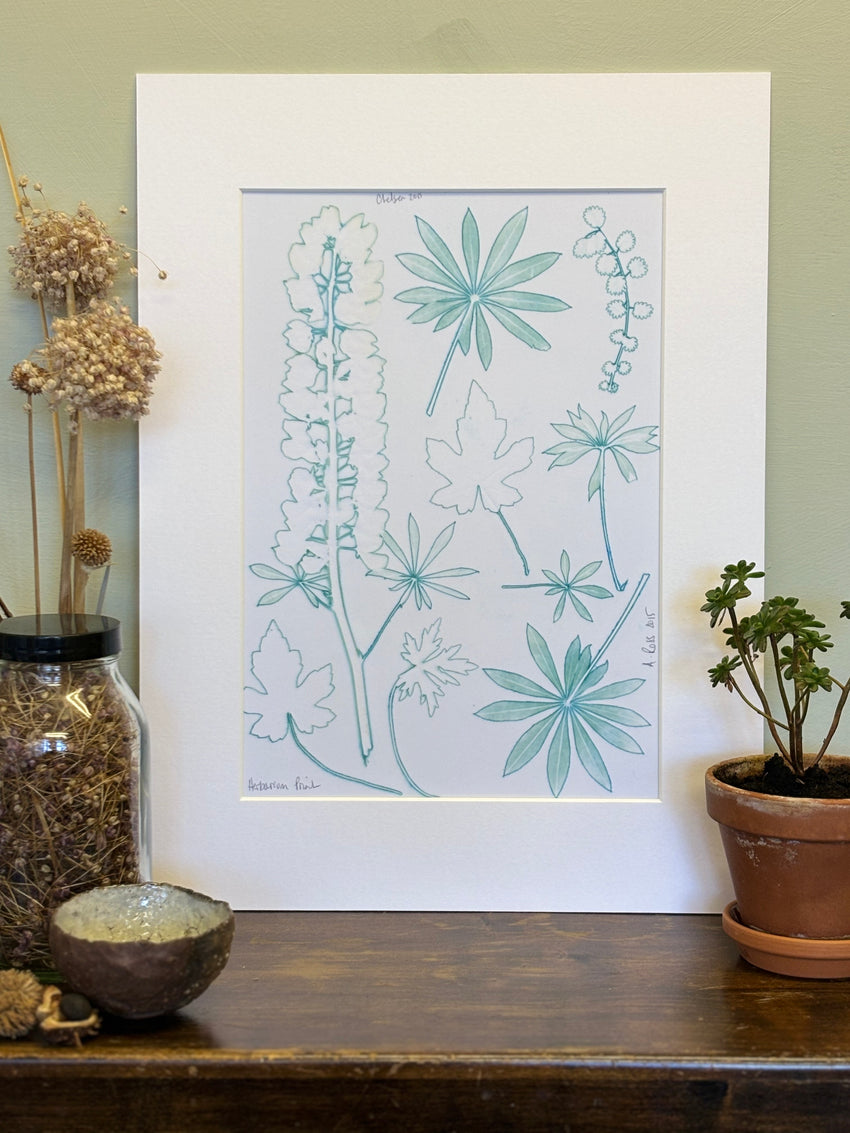 Lupins 2015 Herbarium Print