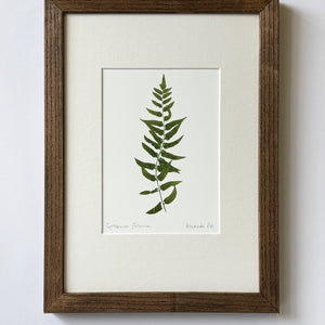 Cyrtomium falcatum Print