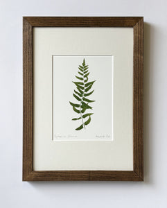 Cyrtomium falcatum Print
