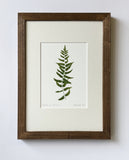 Cyrtomium falcatum Print